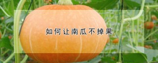 如何让南瓜不掉果,第1图