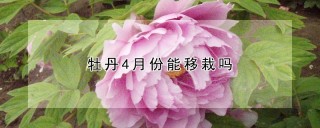 牡丹4月份能移栽吗,第1图