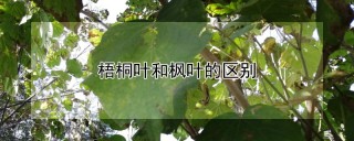 梧桐叶和枫叶的区别,第1图