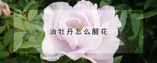 油牡丹怎么醒花,第1图