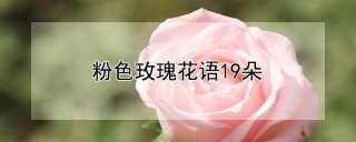 粉色玫瑰花语19朵,第1图