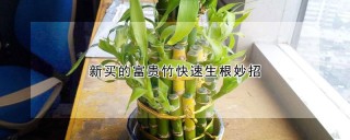 新买的富贵竹快速生根妙招,第1图