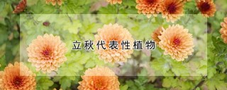 立秋代表性植物,第1图