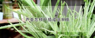 芦荟怎样扦插成活率高,第1图