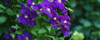 紫罗兰鲜花蔫了怎么办,第1图