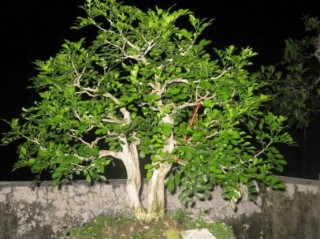 九里香盆景树桩怎样变粗，营养丰富、勤修剪，施足肥,第1图