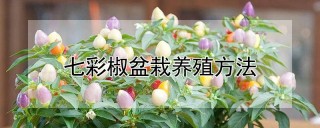 七彩椒盆栽养殖方法,第1图