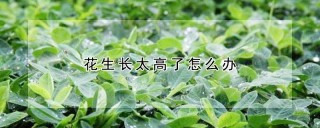 花生长太高了怎么办,第1图