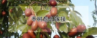 枣树怎么嫁接,第1图