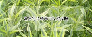 富贵竹长得高可以掐尖吗,第1图