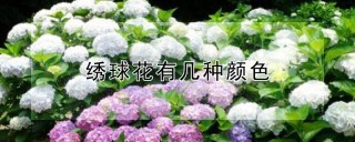 绣球花有几种颜色,第1图