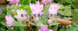 姜荷花有毒吗好养吗,第1图