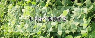 七月能不能种红豆,第1图