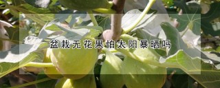 盆栽无花果怕太阳暴晒吗,第1图