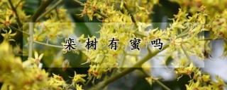 栾树有蜜吗,第1图