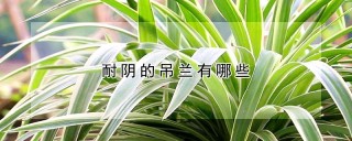 耐阴的吊兰有哪些,第1图