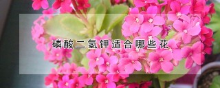 磷酸二氢钾适合哪些花,第1图