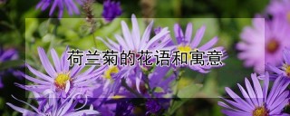 荷兰菊的花语和寓意,第1图