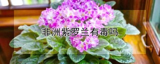 非洲紫罗兰有毒吗,第1图