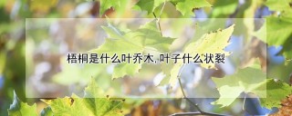 梧桐是什么叶乔木,叶子什么状裂,第1图