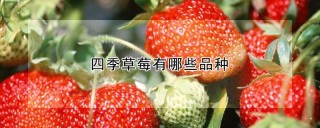 四季草莓有哪些品种,第1图