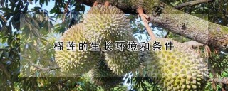 榴莲的生长环境和条件,第1图