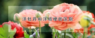 洋牡丹和洋桔梗的区别,第1图