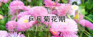 乒乓菊花期,第1图