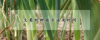 大葱的种植方法及时间,第1图