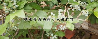 刚刚移栽的树可以施肥吗,第1图