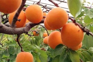 杏子什么季节成熟,第3图