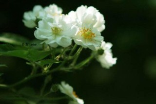 蔷薇花繁殖，蔷薇花繁殖方法,第5图