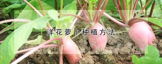 洋花萝卜种植方法,第1图