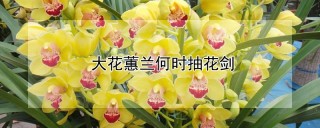 大花蕙兰何时抽花剑,第1图