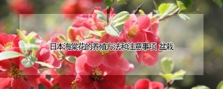 日本海棠花的养殖方法和注意事项 盆栽,第1图