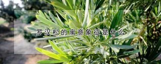 罗汉松的寓意象征是什么,第1图