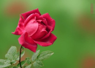 玫瑰花中药功效是啥，美容护肤、调经止痛,第5图