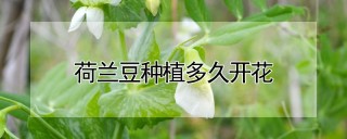 荷兰豆种植多久开花,第1图