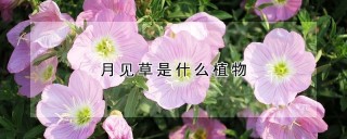 月见草是什么植物,第1图