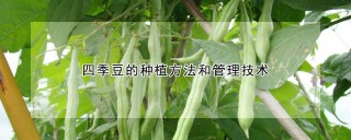 四季豆的种植方法和管理技术,第1图