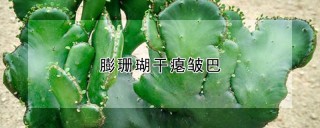 膨珊瑚干瘪皱巴,第1图