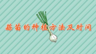 蒜苗的种植方法及时间,第1图