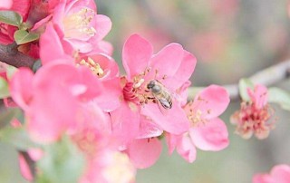 海棠花开在哪个季节，开在春天（附养护方法）,第1图