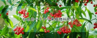 红色的一个个小果植物叫什么,第1图