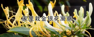 家里栽金银花寓意,第1图