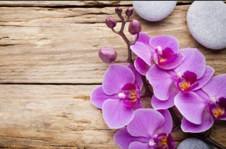 盆栽兰花怎么养，五种植方法和技巧教你养好兰花,第6图