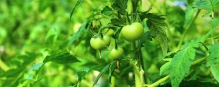 西红柿苗结果能结多久,第1图