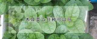 木耳菜六月种可以吗,第1图