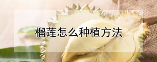 榴莲怎么种植方法,第1图