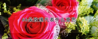 66朵玫瑰代表什么意思,第1图